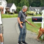 Tom Davis Dog Training: Master Your Canine Companion