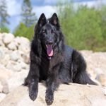 Top 20 Smartest Dog Breeds: Unleash Genius Pups