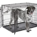 Top Paw Crates for Dogs: Best Durable and Portable Dog Crates Reviewed