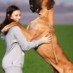 Top Ten Big Dog Breeds: Majestic Giants Revealed