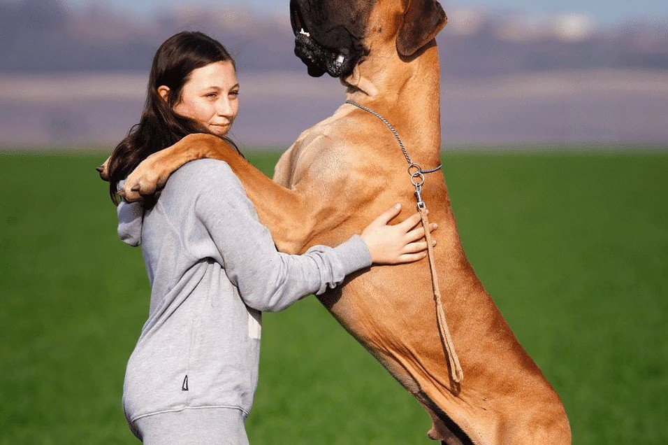 Top Ten Big Dog Breeds: Majestic Giants Revealed
