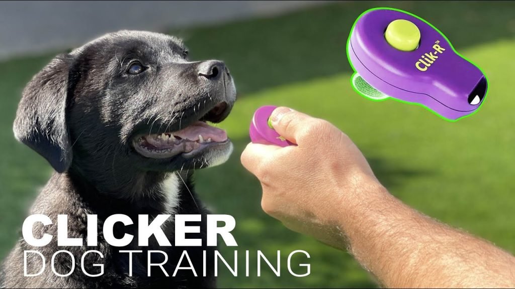 Train a Dog With a Clicker: Master Simple Steps