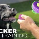 Train a Dog With a Clicker: Master Simple Steps