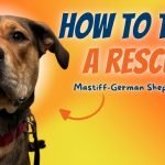 Train a Rescue Dog: Transform Lives with Love & Care