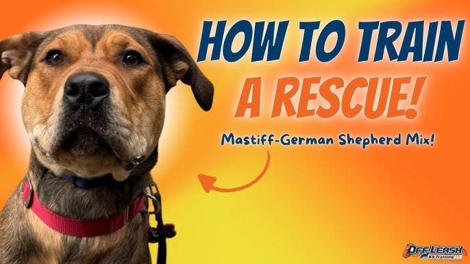 Train a Rescue Dog: Transform Lives with Love & Care