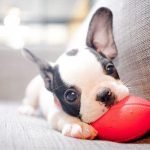 Train Dog As Therapy Dog: Transform Lives with Love