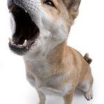 Train Dog Barking: Master Calmer Canine Communication