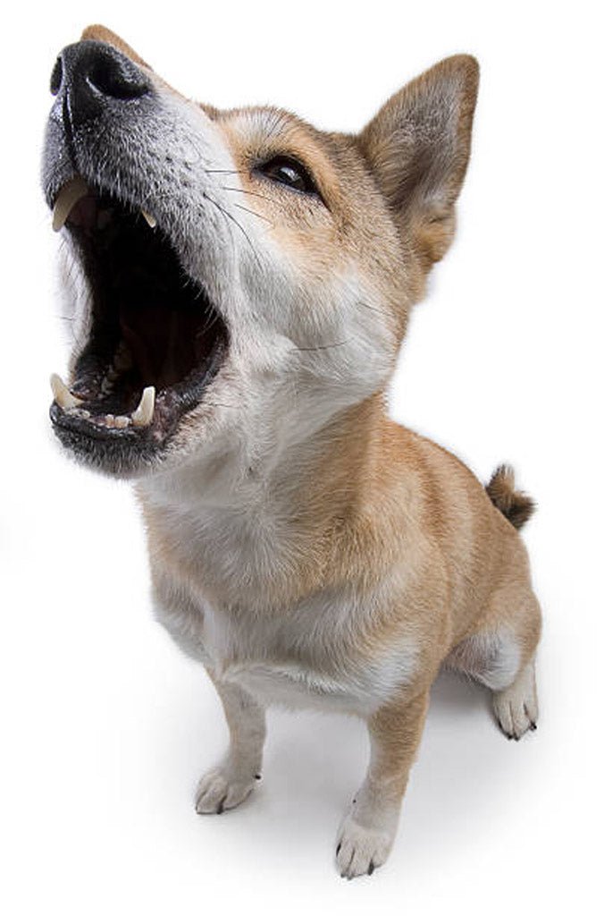 Train Dog Barking: Master Calmer Canine Communication