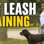 Train Dog off Leash: Master Freedom with Control
