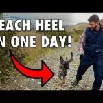 Train Dog to Heel: Master the Art Effortlessly