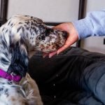 Train Dog to Lay Down: Easy Steps for Success