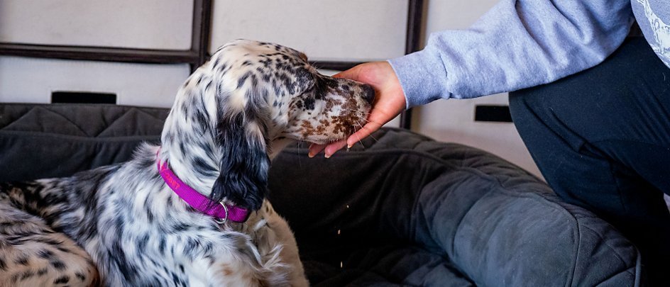 Train Dog to Lay Down: Easy Steps for Success