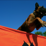 Train for Dog: Master Techniques for Obedient Pups