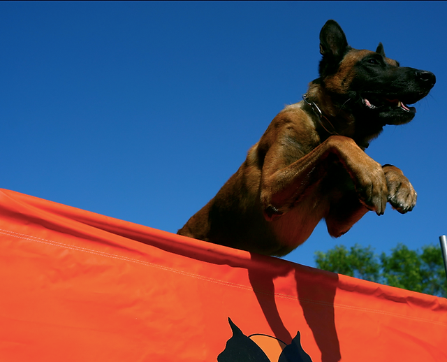 Train for Dog: Master Techniques for Obedient Pups