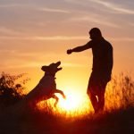 Train Older Dogs: Unlock Their Hidden Potential