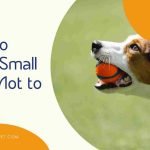 Train Your Dog Not to Bark: Effective Techniques