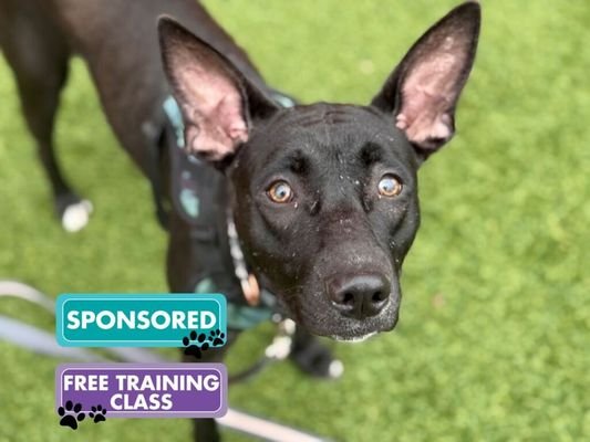 Trained Adoptable Dogs: Discover Your Perfect Companion