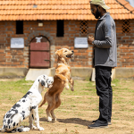 Trained Dog: Transforming Behavior with Expert Techniques