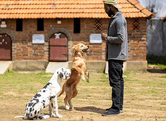 Trained Dog: Transforming Behavior with Expert Techniques