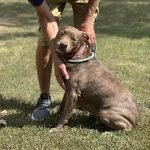 Trained Dogs for Adoption: Find Your Perfect Companion