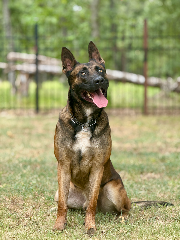 Trained Protection Dogs: Ultimate Security Companions