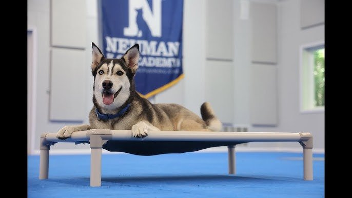 Training a Husky Dog: Expert Tips for Success