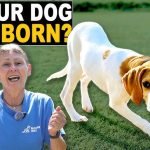 Training a Stubborn Dog: Proven Techniques That Work