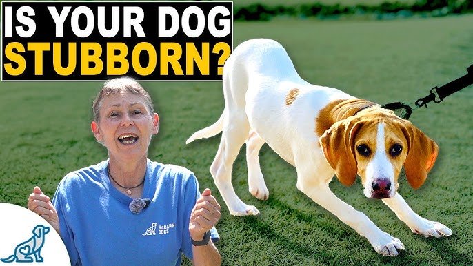 Training a Stubborn Dog: Proven Techniques That Work