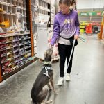 Training a Therapy Dog Images: Visual Guide & Tips