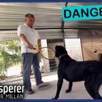 Training a Vicious Dog: Transform Aggression Safely