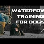 Training a Waterfowl Dog: Expert Tips for Success