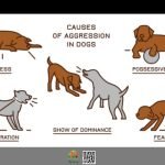 Training Aggressive Dog: Proven Methods for Success