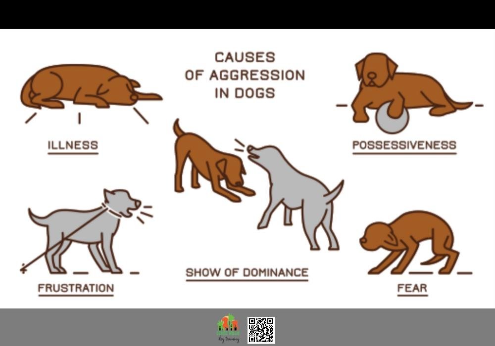 Training Aggressive Dog: Proven Methods for Success