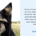 Training an Aggressive Dog: Strategies for Success