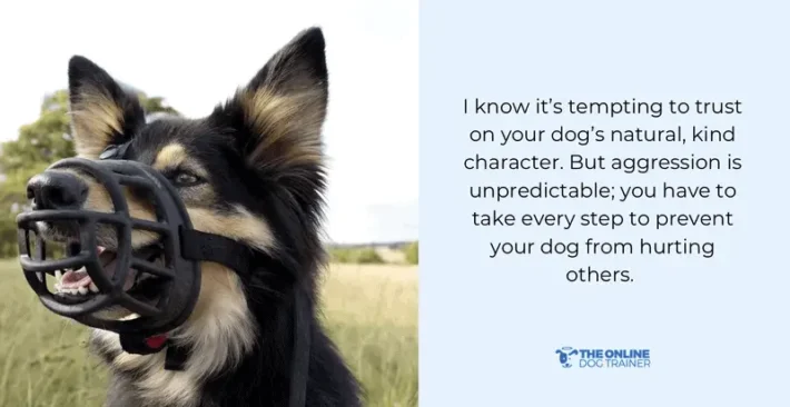 Training an Aggressive Dog: Strategies for Success