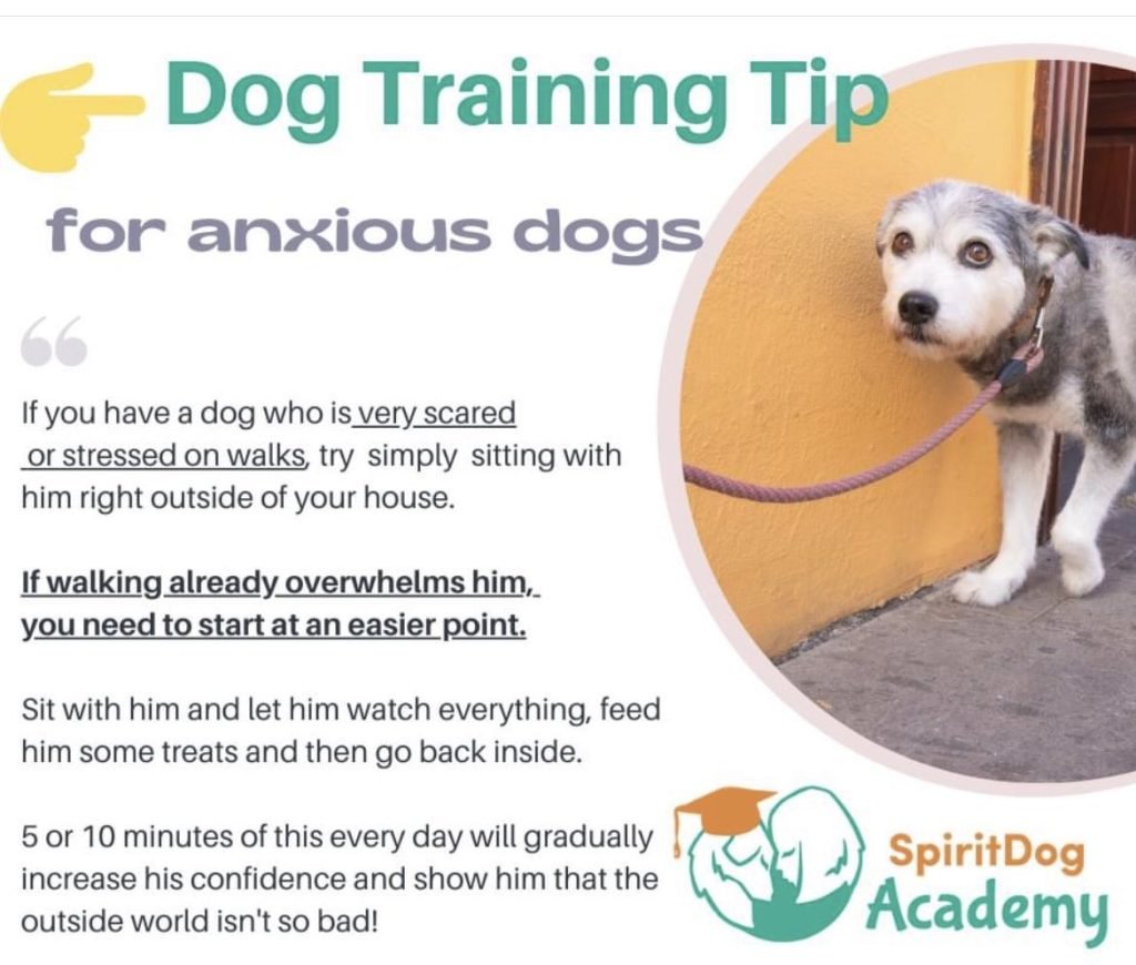 Training an Anxious Dog: Effective Calm Techniques