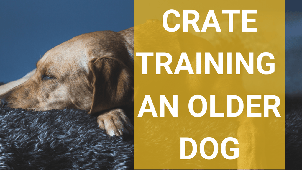 Training an Older Dog: Expert Tips for Success