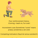 Training Dog to Come: Master Recall Techniques Fast