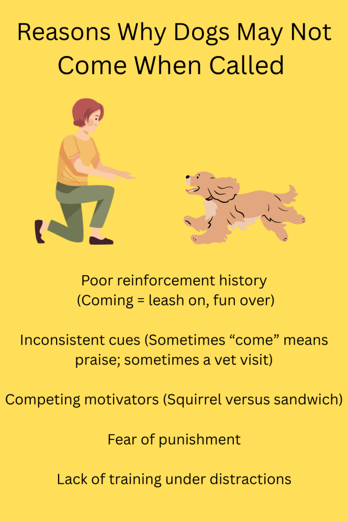 Training Dog to Come: Master Recall Techniques Fast