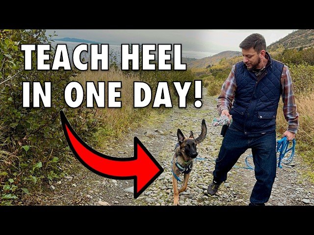 Training Dog to Heel: Master the Art Effortlessly