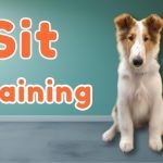 Training Dog to Stay: Mastering the Command Effortlessly