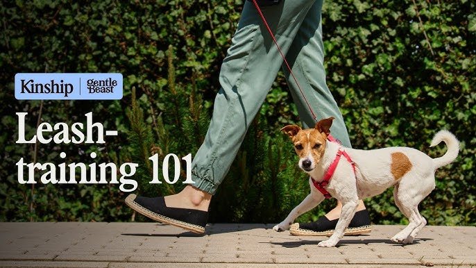 Training Dog to Walk on Leash: Master the Art Easily