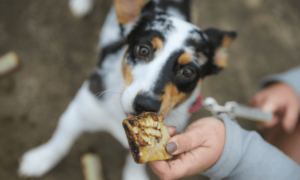 Training Dog With Treats: Secrets to Success