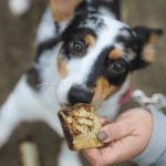 Training Dog With Treats: Secrets to Success