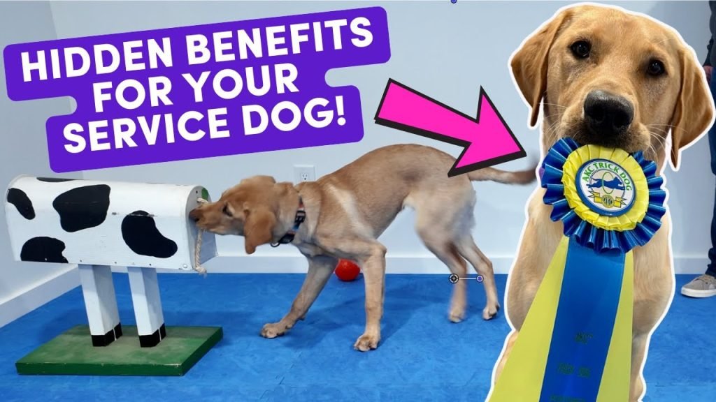 Training for Service Dog: A Comprehensive Guide