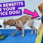 Training for Service Dog: A Comprehensive Guide