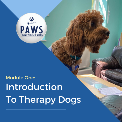 Training for Therapy Dogs: Unleash Their Potential