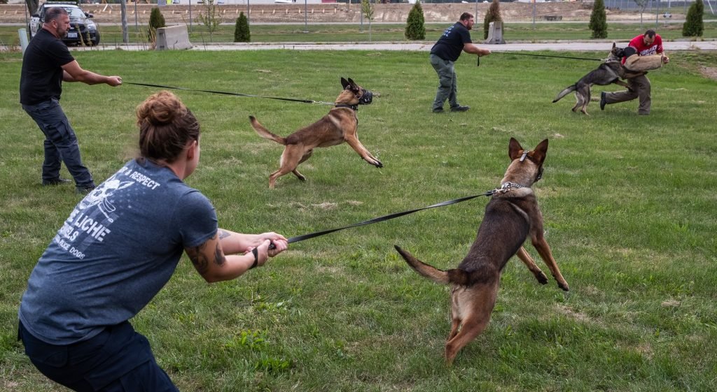 Training Police Dogs: Unleashing Elite K9 Skills