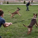 Training Police Dogs: Unleashing Elite K9 Skills