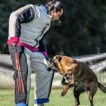 Training Protection Dog: Mastering Safety Skills